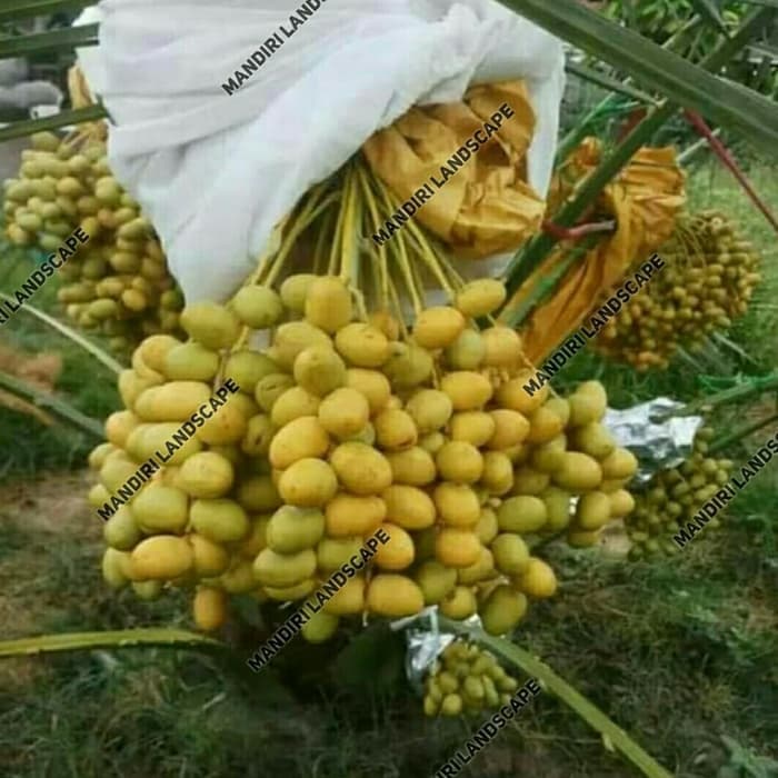 jual Bibit Pohon Kurma Azwa - Tanaman Kurma Azwa MURAHH