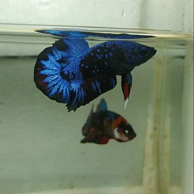 Real pick and video Avatar gordon