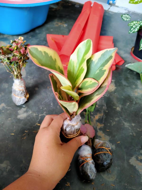 Tanaman Hias Peplan Merah/peperomia Clusiifolia Rainbow