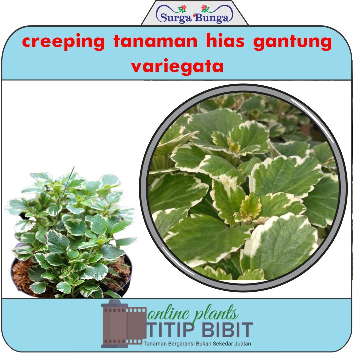 creeping hijau variegata bibit tanaman hias gantung