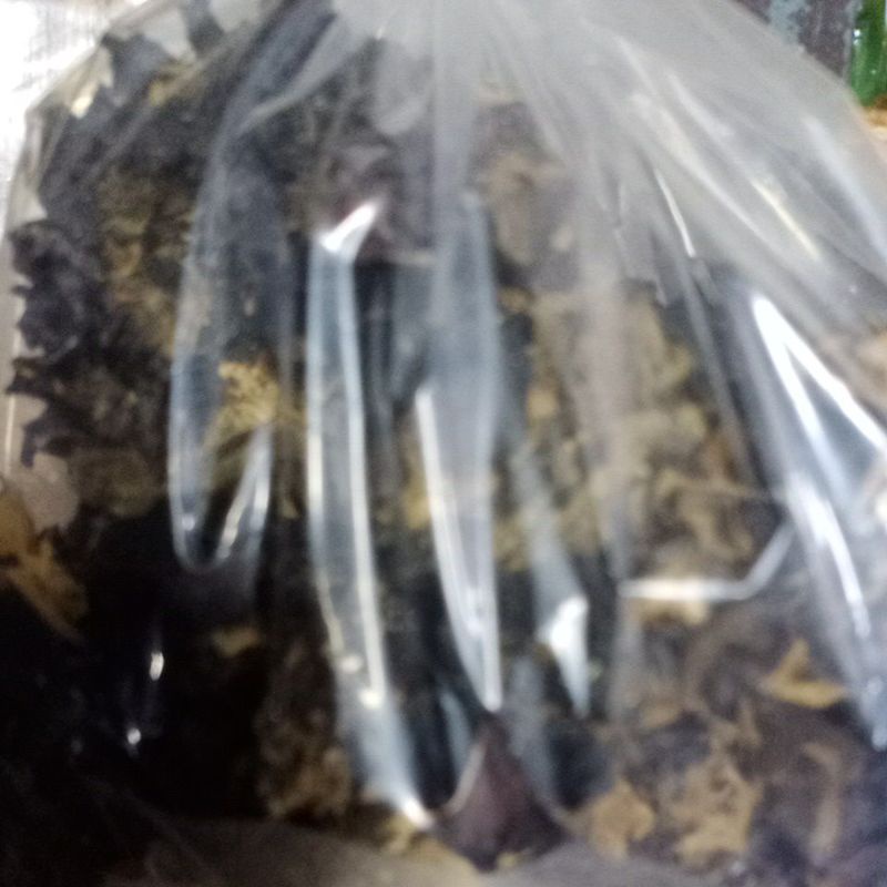 

Jamur Kuping 250 gram