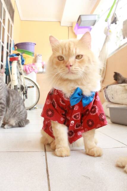 Kemeja chongsam untuk kucing warna merah baju kucing murah size S M L XL