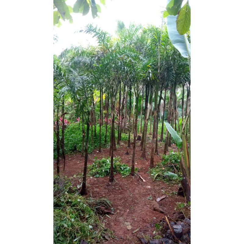 tanaman palam besar / pohon palam besar / pohon palam ekor tupai