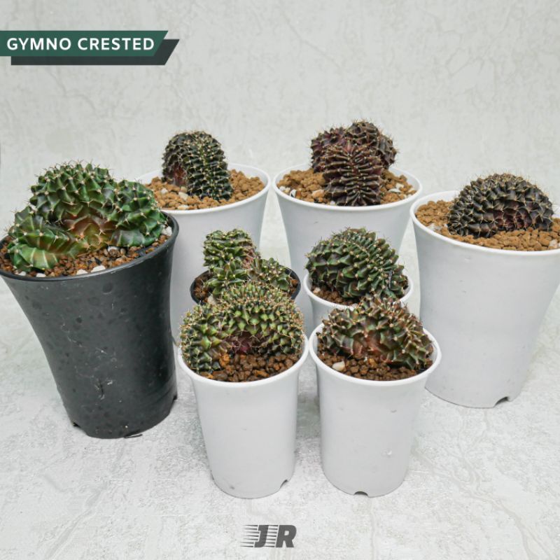 Kaktus Gymno Crested Dari Biji