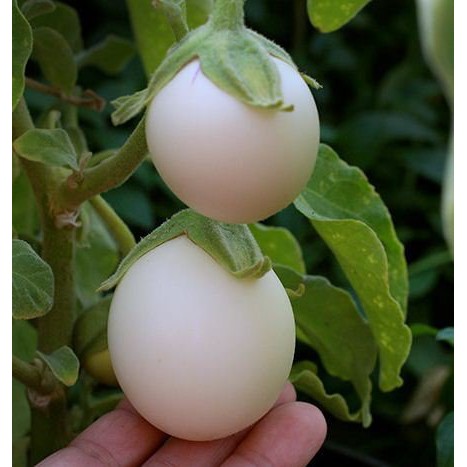 Benih Terong Lalap Putih Jeno F-1 (50benih)