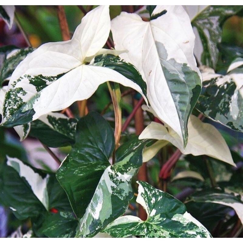 Murah Sygonium Varigata