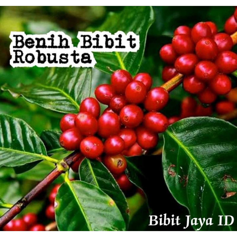 Bibit Kopi Robusta Berkualitas Unggul