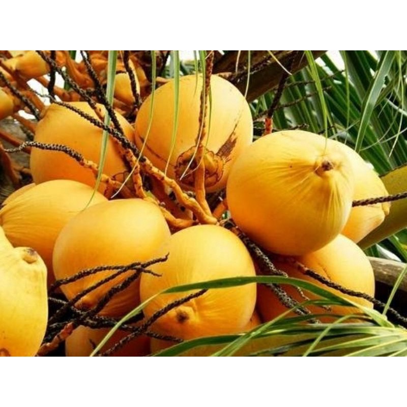 

kelapa muda hijau dan kelapa kuning.gading