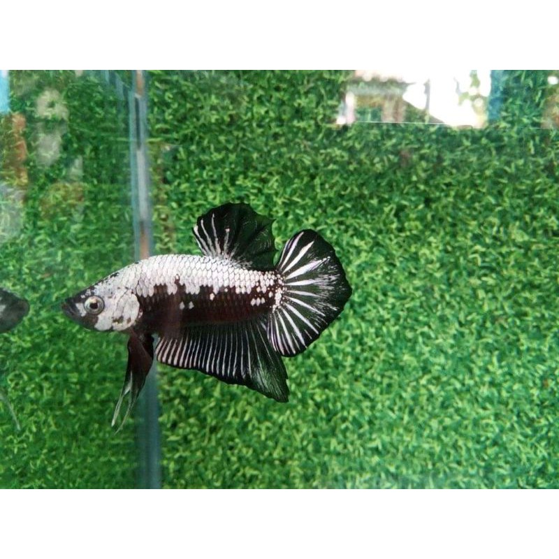 

Ikan cupang Black White