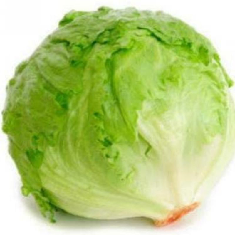 LETUCE HEAD