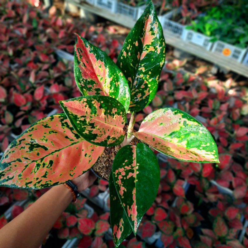 AGLONEMA KOCHIN TEMBAGA / TANAMAN HIAS AGLAONEMA KOCHIN TEMBAGA MURAH