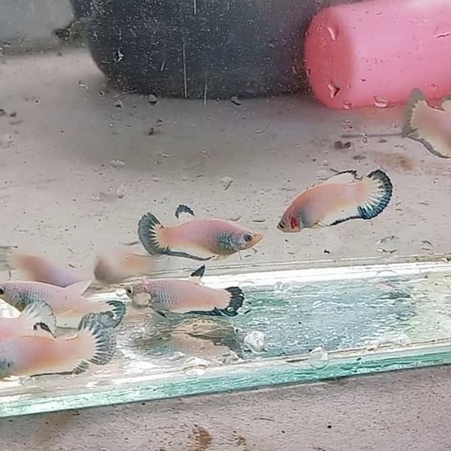 2021✔ ikan cupang hias betta/cupang bahan Blue rim line thailand