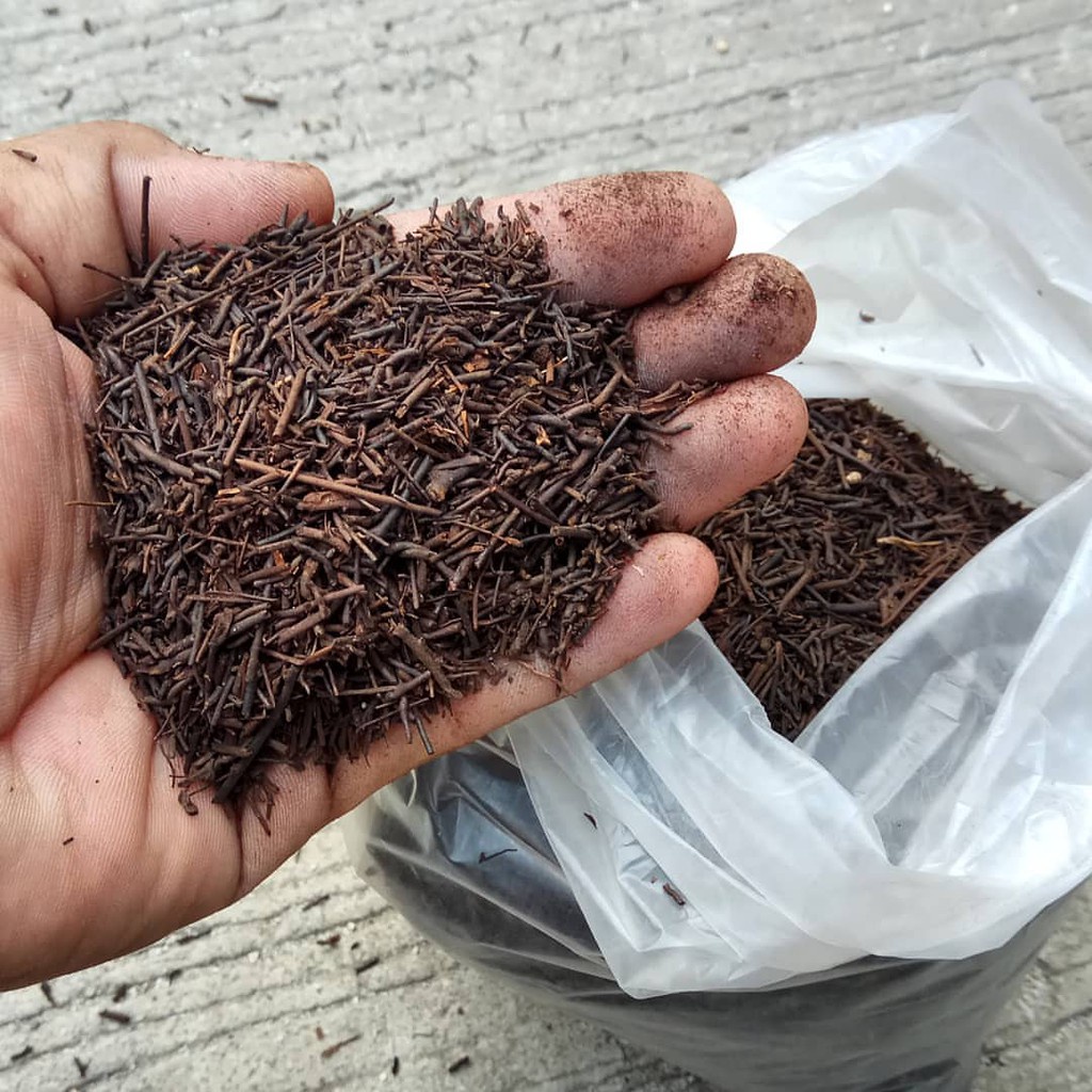 Media Tanam Akar Pakis Cacah Baik Untuk Tanaman Media Tanam Pakis Cacah Fermentasi