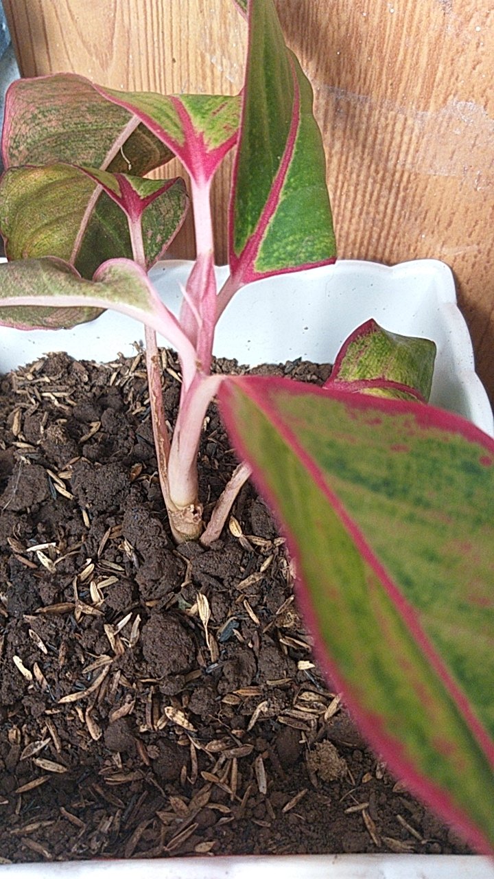 Bibit Tanaman Hias Daun Aglaonema Lipstiksian Aurora