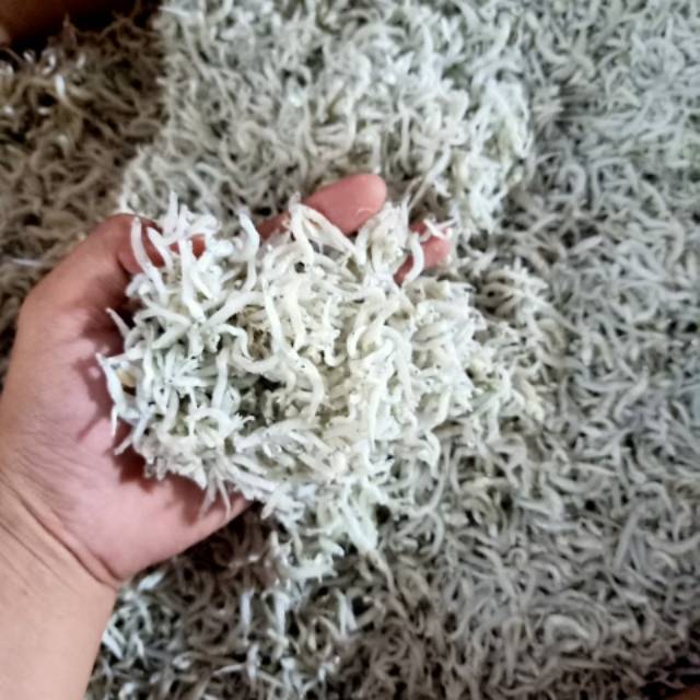 

Ikan teri medan