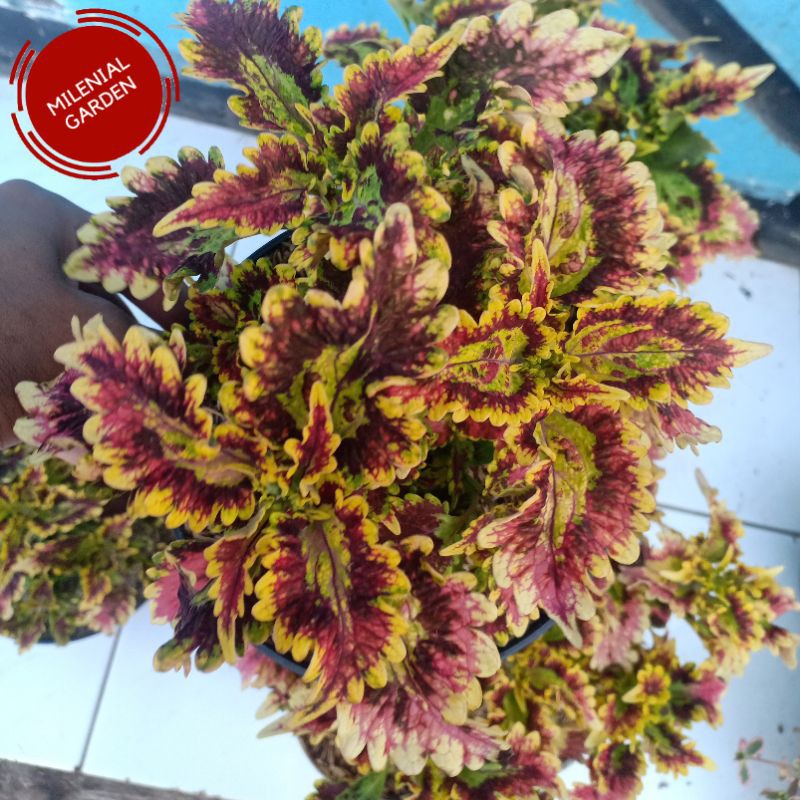 TANAMAN HIAS MIANA WAYANG