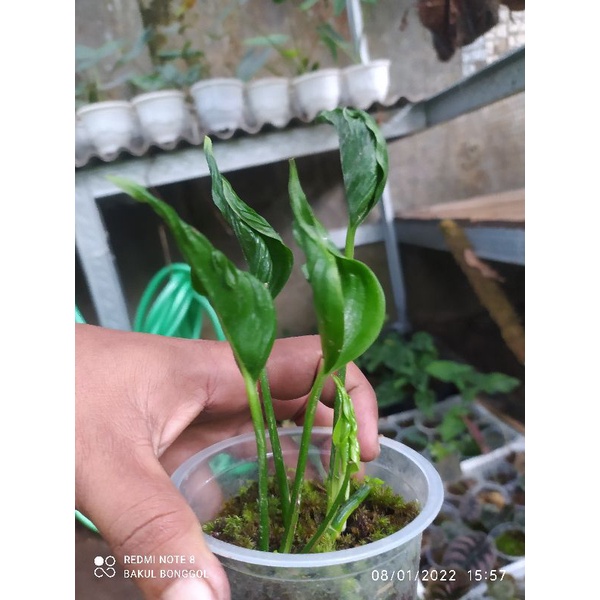 Epipremnum Shangrila