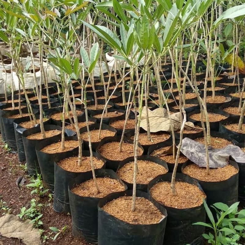 Bibit Tanaman hias Tabebuya-Bunga-merah/Tanaman hias Tabebuya-Bunga-merah