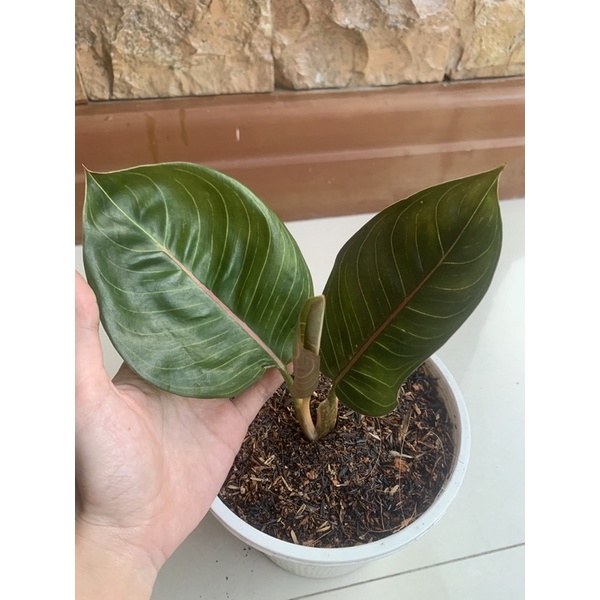 aglonema black moonlight gerhana