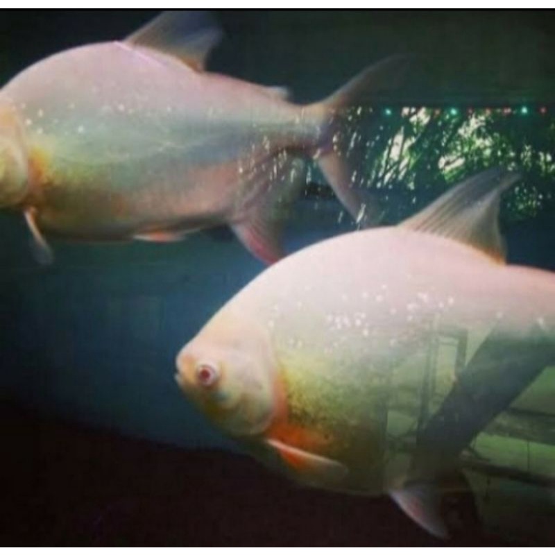 ikan pacu tankmate arwana