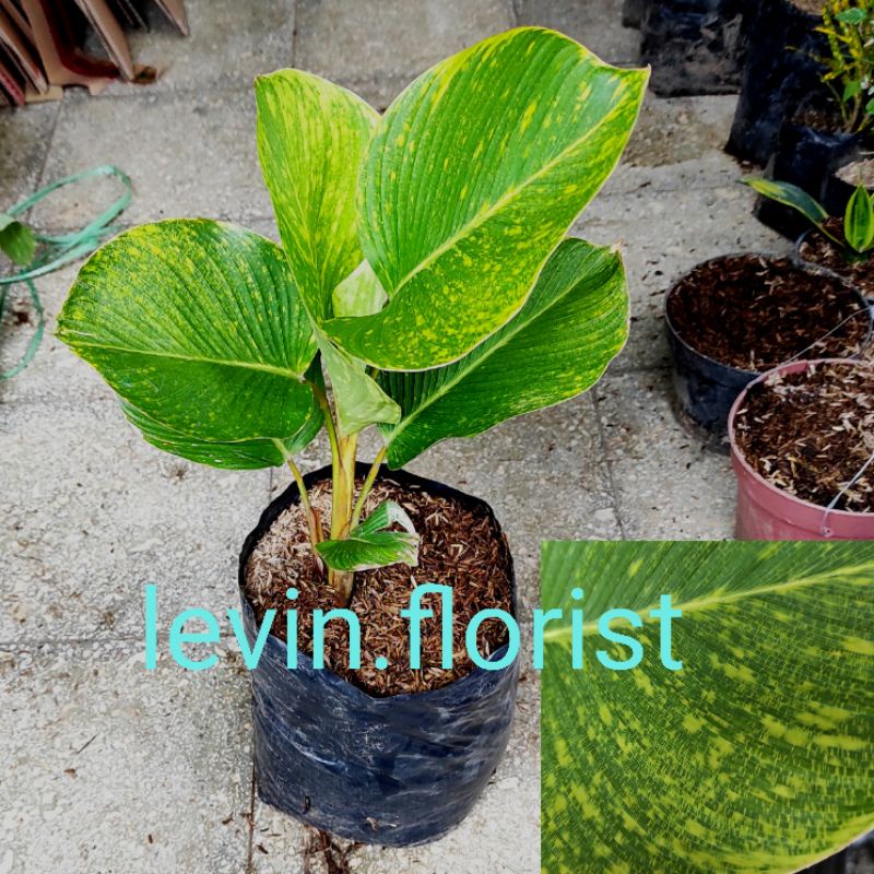 Calathea lutea varigata variegata / pisang / bibit tanaman  hias bunga