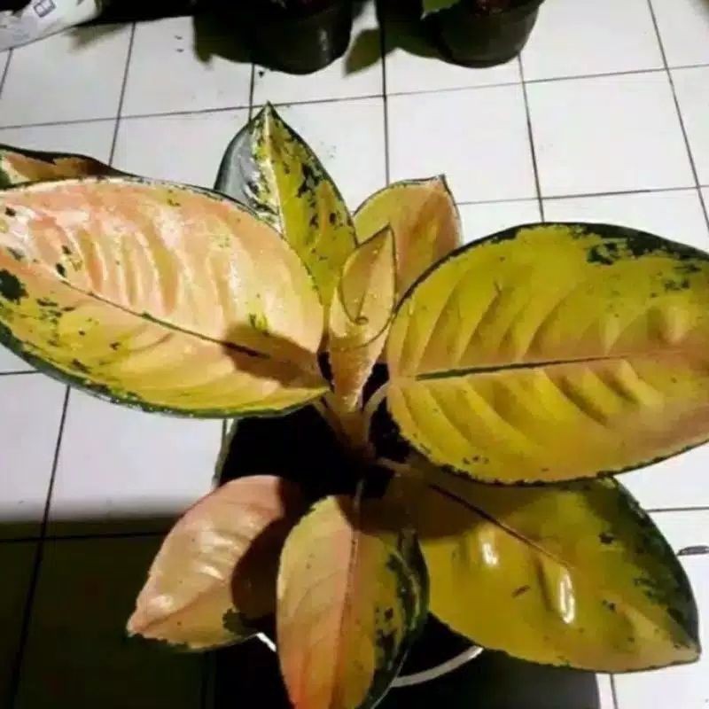 

Bibit aglonema Sultan Brunei