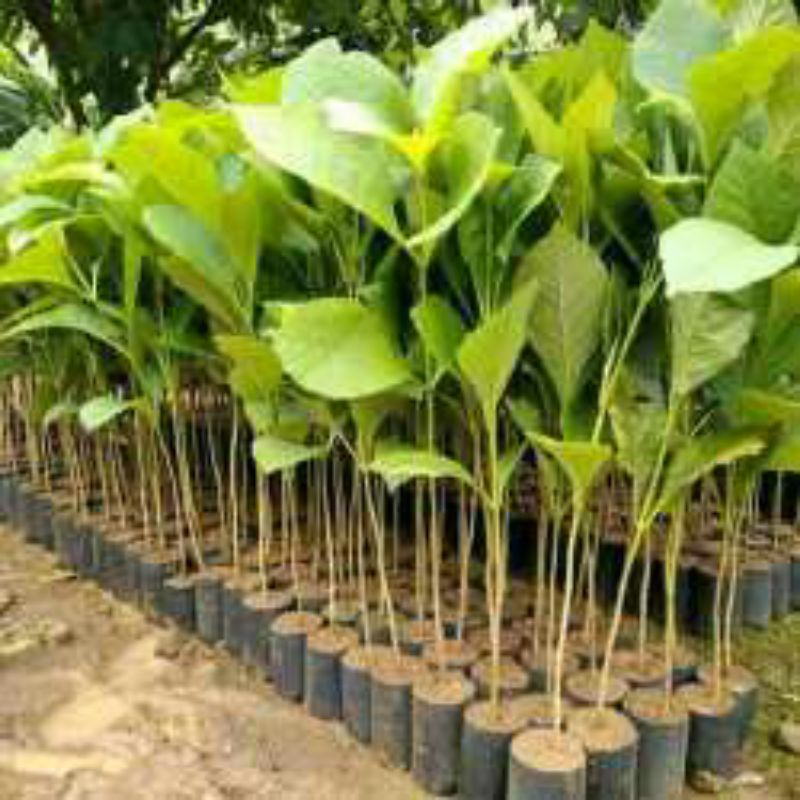 bibit pohon jati unggul