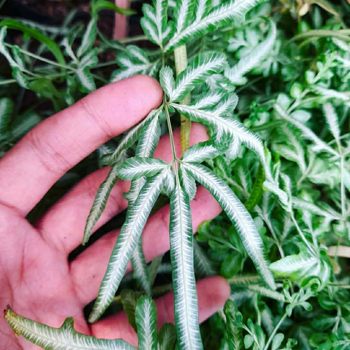 tanaman hias pakis salju - pteris cretica fern - pakis salju