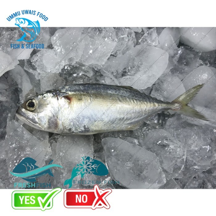 

Ikan Kembung Puket Segar - 1 Kilogram