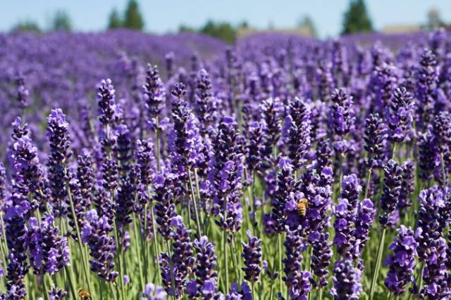 Benih Bibit Biji - Bunga Lavender French Blue Flower Seeds - GROSIR TERMURAH - IMPORT (100+ Biji)