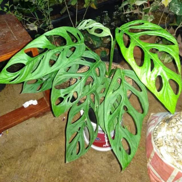 Tanaman Hias Monstera Adansoni Janda Bolong Shopee Indonesia