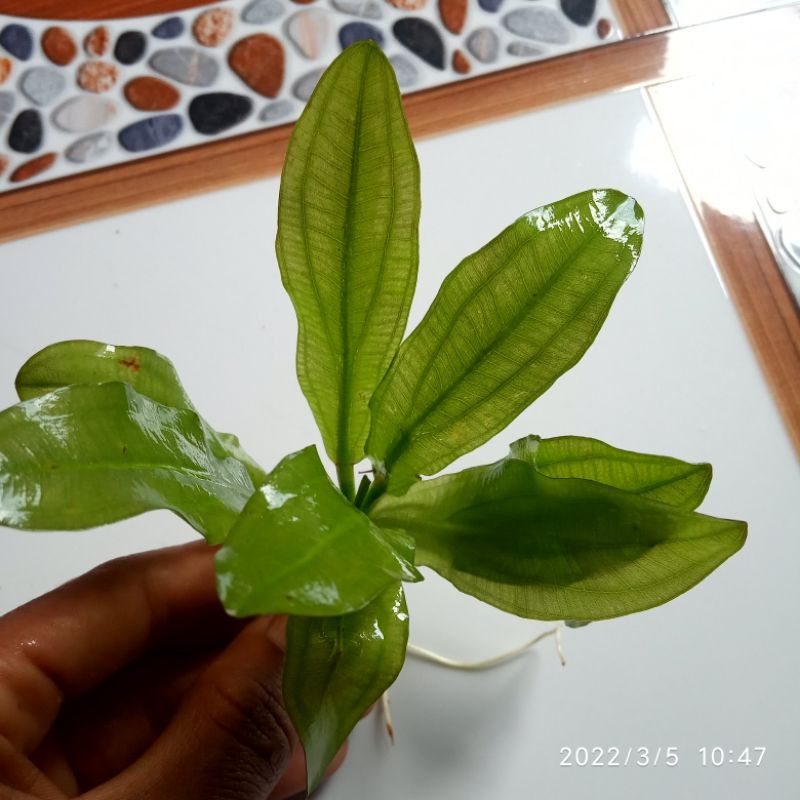 Echinodorus major martii emersed aquascape