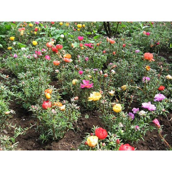 tanaman hias krokot MOSSROSE TUMPUK - Tanaman Hias Portulaca Sutra Bombay - Bunga Tumpuk Kembang Pukul 9