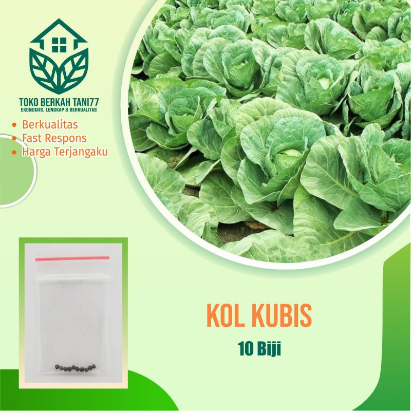 Benih Kol Kubis Hijau Sayur Kol Kubis Dataran Rendah - Bibit Tanaman Sayur kol