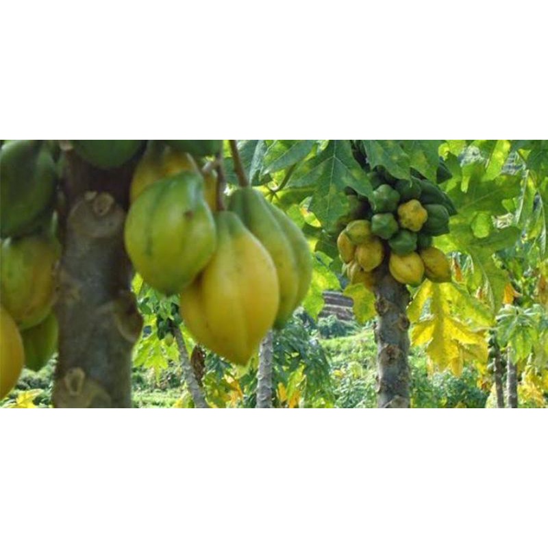 carica buah | carica matang alami | carica dieng