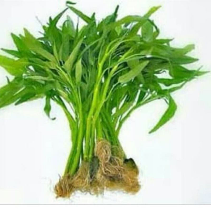 

kangkung segar / 1 ikat dijual di warunk juni