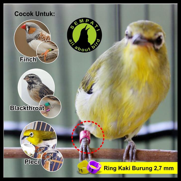 Terbaru Ring Jepit Plastik 2,7 Mm Gelang Kaki Burung Blackthroat Pleci Finch