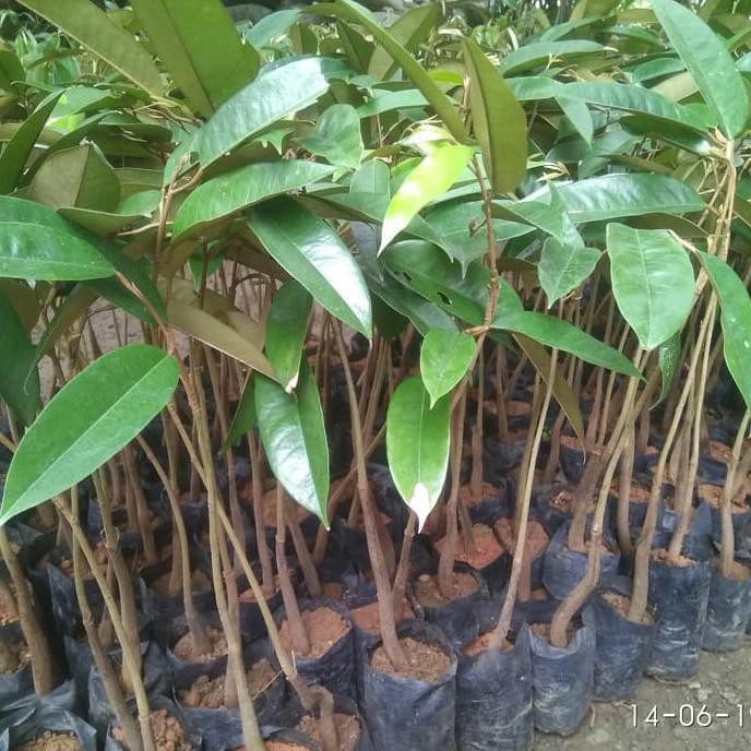 Bibit Durian Bawor Bhineka Bawor Montong Orange