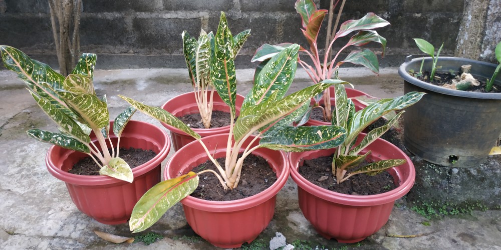 Aglaonema / Aglonema Lipstick / Siam Aurora