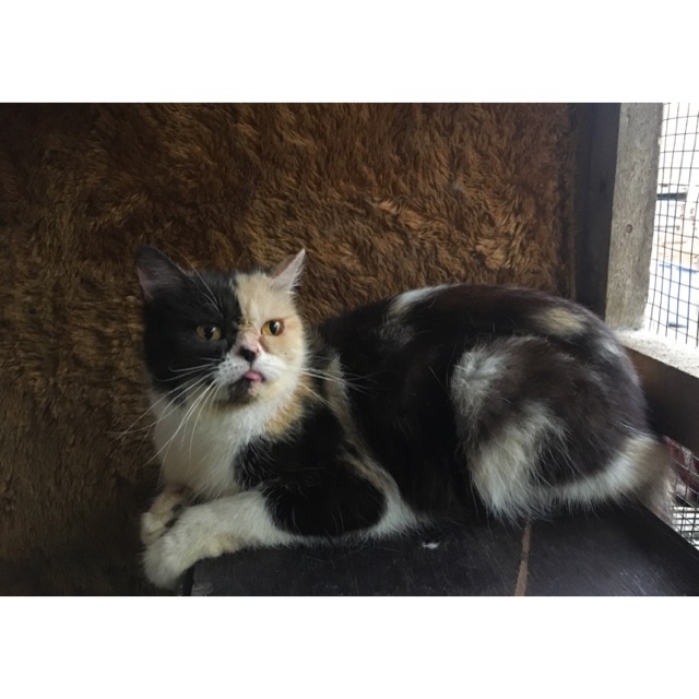 Exotic flatnose betina