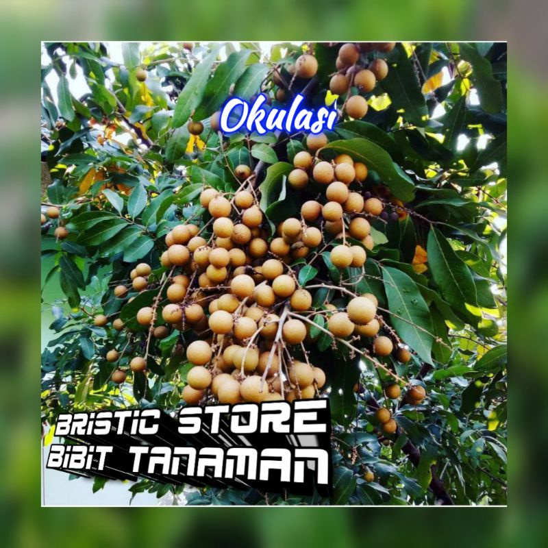 Bibit Kelengkeng Kateki Super