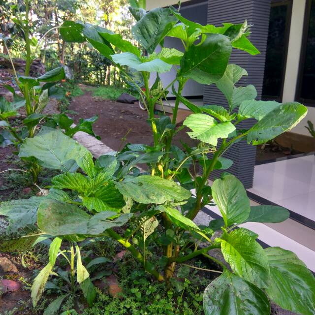 Bibit benih bayam petik bayam kakap bayam peyek bayam jumbo