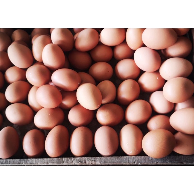 

Telor ayam negeri 1kg