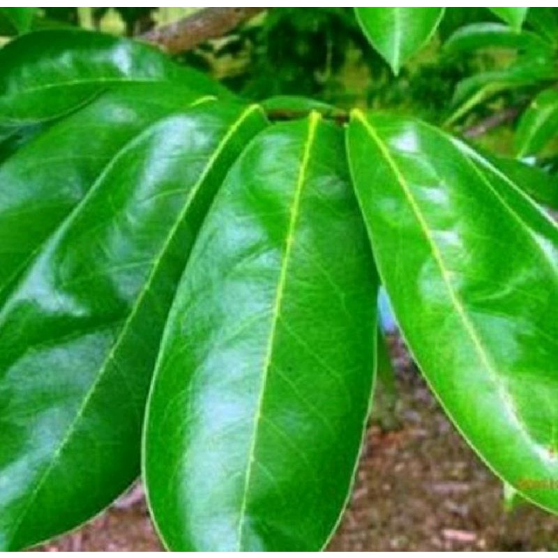 

100g daun sirsak segar murah/tanaman herbal/herbal anti kanker/herbal anti diabetes