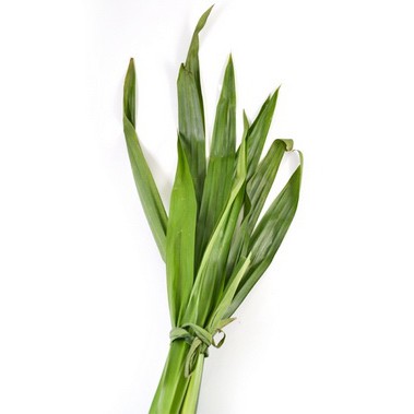 

Daun Pandan 100 - 150 gr Per Ikat