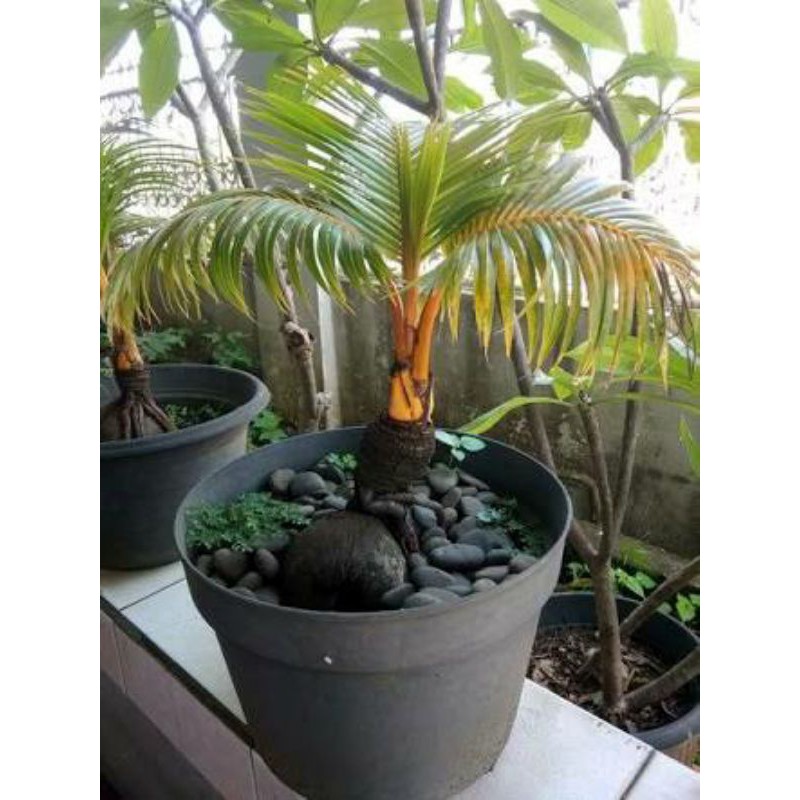 Bahan Bonsai Kelapa Gading