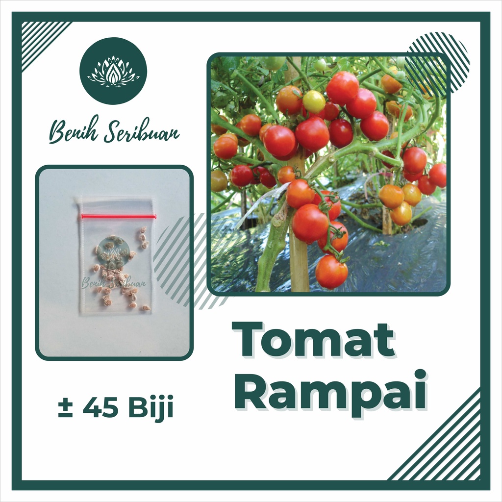 BS-BYL Bibit Sayuran Benih Sayur Buah Hibrida Unggul Buncis Cabe Rawit Bawang Jagung Kacang Lobak Pare Oyong Timun Terong Tomat Wortel dll-TOMAT RAMPAI