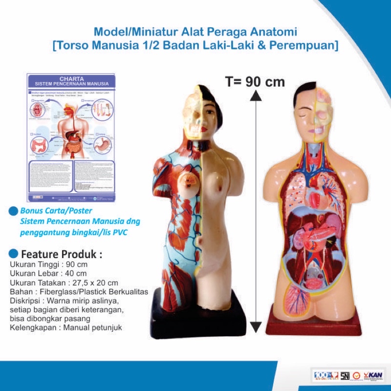 

[Original] TORSO MODEL ANATOMI TUBUH MANUSIA LAKI-LAKI dan PEREMPUAN SETENGAH BADAN [Alat Peraga Biologi]