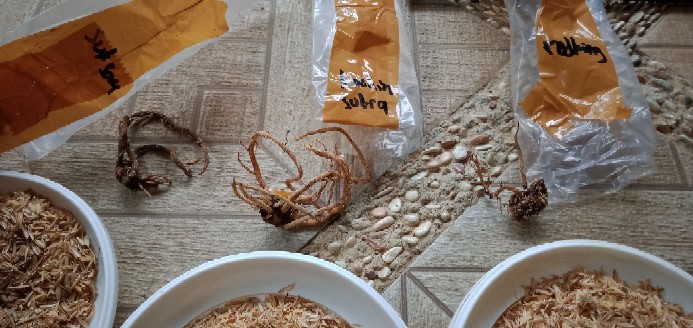 Ready Bonggol Aglonema Red Khocin