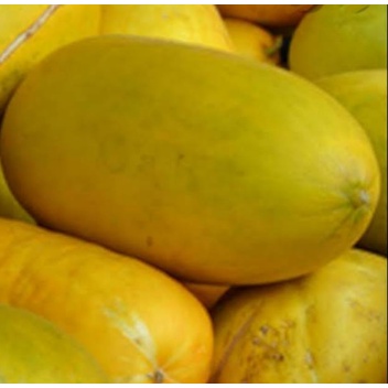 Biji Benih Timun Suri Timun Manis Kualitas Unggul